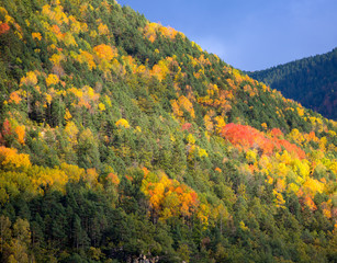 Obraz premium Autumn forest in Pyrenees Valle de Ordesa Huesca Spain