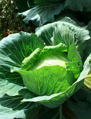 Fototapeta premium Cabbage