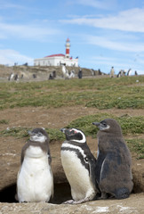 Colony of Magellanic Penguins