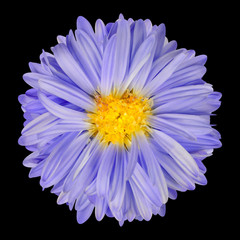 Purple Aster Flower with Yellow Center Isolate on Black