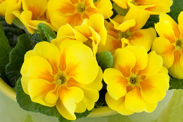 Spring background with Yellow Primula Flowers