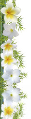fleurs de frangipanier sur bambou