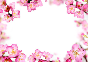 Obraz na płótnie Canvas peach flowers frame