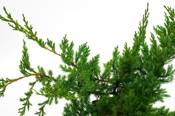 Juniperus chinensis Kaizuka - obrazy, fototapety, plakaty