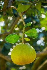 Pomelo fruit on a tree closeup