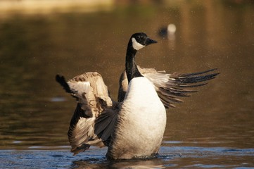 WATERFOWL - Canada Goose / Bernikla