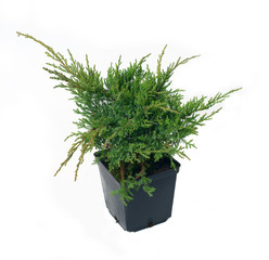 Juniperus pfitzeriana Mathot - obrazy, fototapety, plakaty