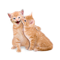 Obraz premium Zwei verliebte Katzen