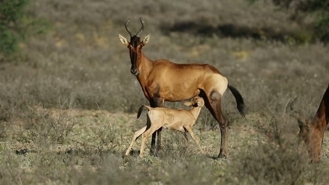 Red hartebeest antelope with suckling calf, Kalahari desert