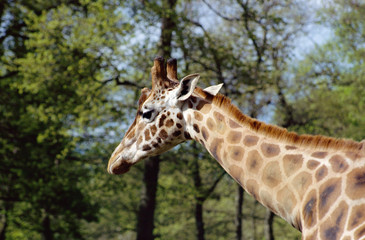 Giraffe's head and neck