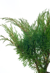 Juniperus sabina Hicksii