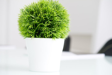  Green plant in a modern white pot