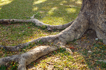 The root of the tree in the green grass.