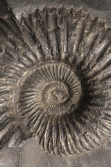 Fossilized ammonite shell, saligram stone