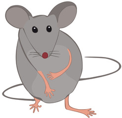 petite souris grise face