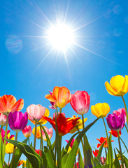 Bunte Tulpen im Frühling