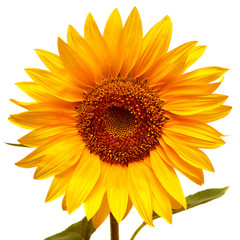 Fototapeta premium Sunflower