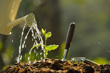 Sprout watered from a watering can