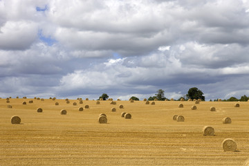 Briquettes of dry hay