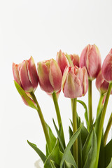 Pink tulips