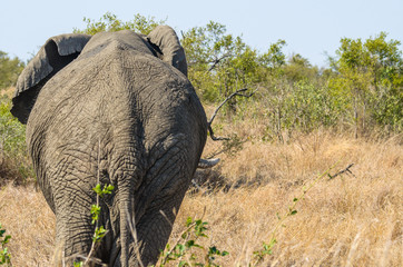 Back side of an african elephant