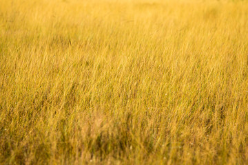 Meadow