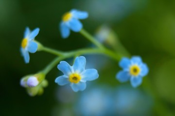 Acker-Vergissmeinnicht / Field forget-me-not