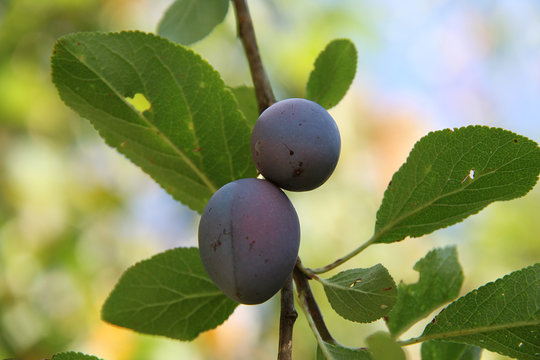 prunes