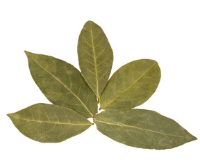 Obraz premium Aromatic bay leaves