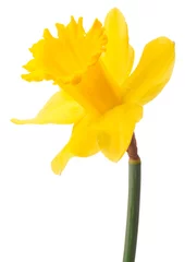 Papier Peint photo Narcisse Fleur de jonquille ou narcisse isolé sur fond blanc découpe