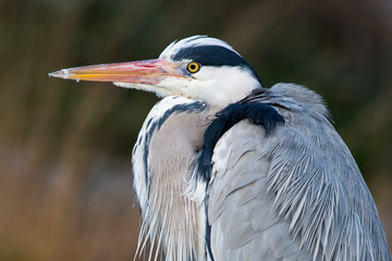 Grey Heron