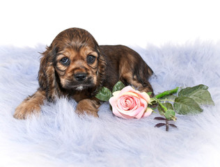 Cocker Spaniel Puppy