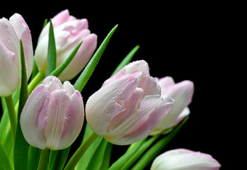 Mokre tulipany