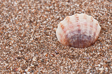 shell in sand