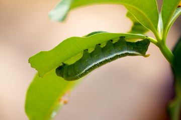 Caterpillars, butterfly larva