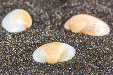 sea ​​sand with shells