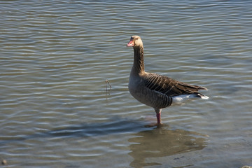 Greylag goose (Anser anser) in winter