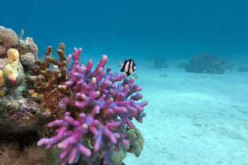 Fototapeta na wymiar colorful coral reef at the bottom of tropical sea
