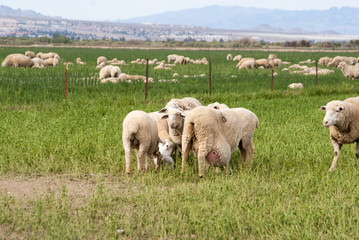 Fototapeta na wymiar Heavily pregnant sheep