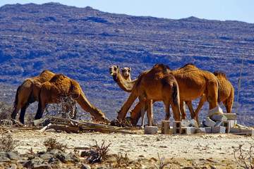 Group of camels in the omani desert