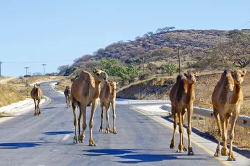 Crédence de cuisine en verre imprimé Chameau Groupe de chameaux dans le désert omanais