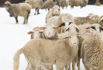 Sheep on snow