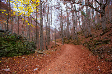 Autumn forest in Pyrenees Valle de Ordesa Huesca Spain