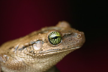 grenouille jungle Equateur