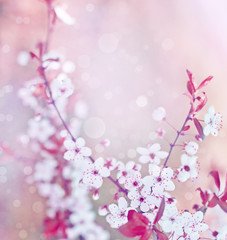Obraz premium Cherry blossoms over blurred nature background/ Spring flowers