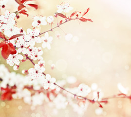 Cherry blossoms over blurred nature background/ Spring flowers