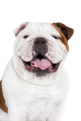 Obraz premium english bulldog dog smiles