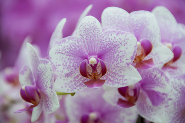 Fototapeta na wymiar Orchid panicle
