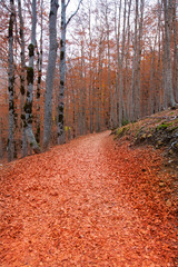 Autumn forest in Pyrenees Valle de Ordesa Huesca Spain