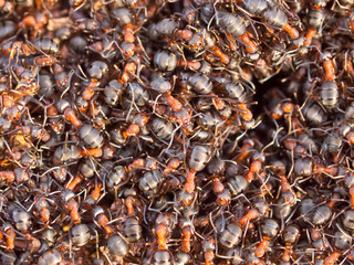 Hustle and Bustle around Red Ant colony